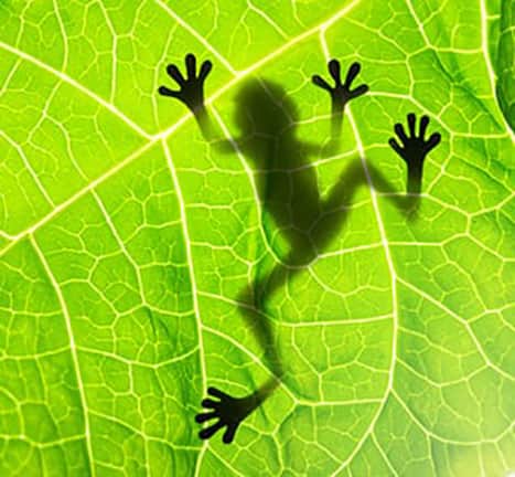 Ecologia Ecologia